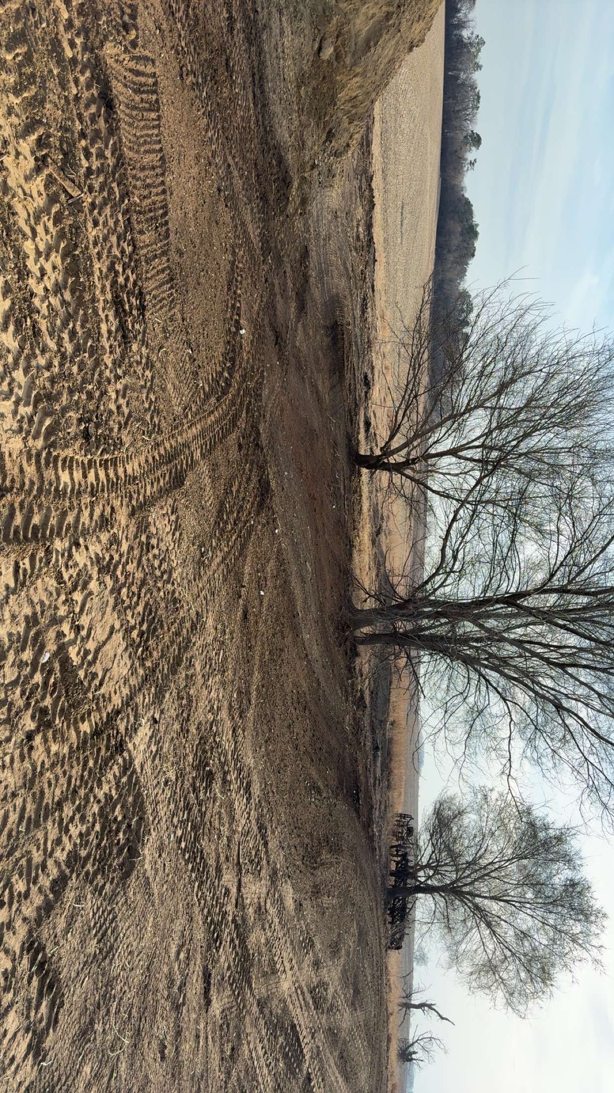 Trees stand in a brown field, tire tracks visible on the ground; a light brown horizon in the distance.