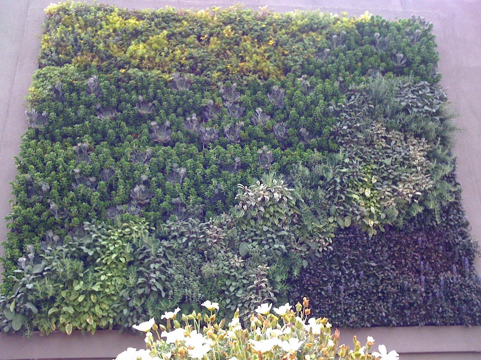 Vertical garden wall with diverse green foliage, some with lighter and darker hues. White flowers are in the foreground.
