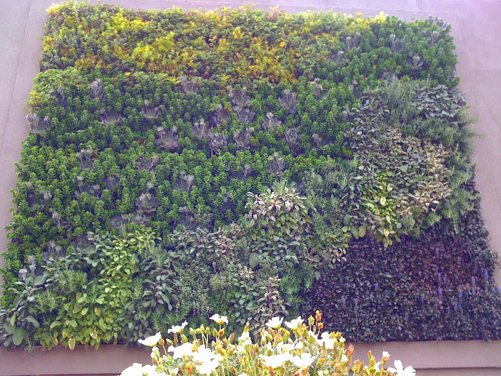 Green and purple vertical garden wall with flowers at the bottom