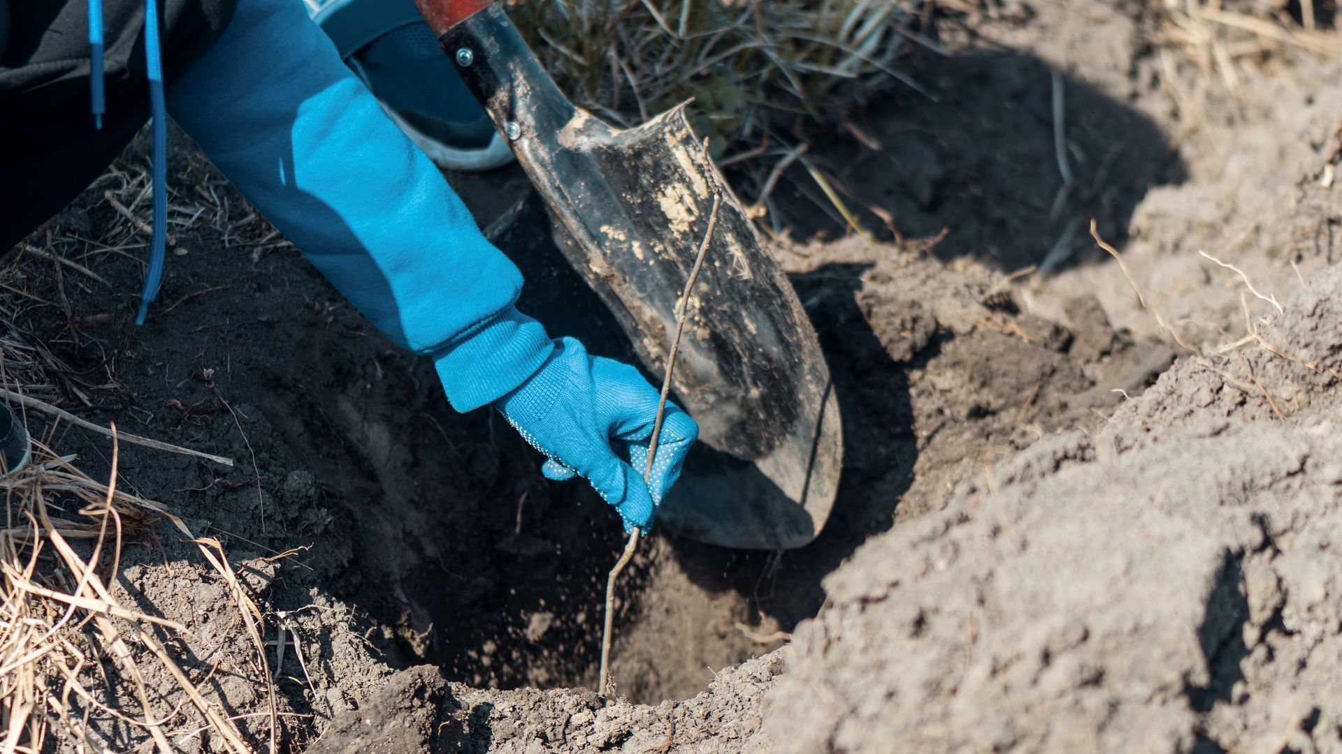 A person wearing blue gloves uses a small shovel to plant a sapling in the dirt.
