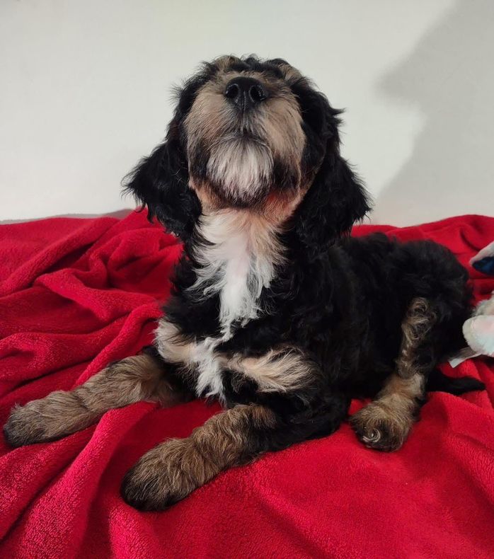 Black and white dog sitting on a red blanket, looking up with paws extended.