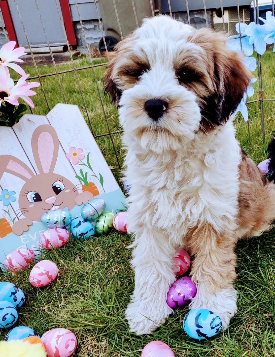 Fluffy tan-and-white puppy sitting on grass beside a bunny sign and colorful Easter eggs.