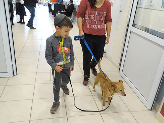 A woman and a boy are walking a dog on a leash