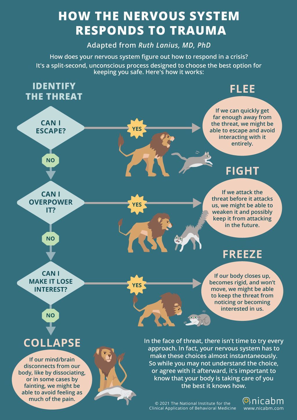 InfoG+How+the+Nervous+System+Responds