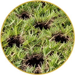 Several small holes in green grass, resembling animal burrows or turf damage