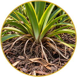 Close-up of a variegated green and yellow spiky plant with exposed roots in mulch