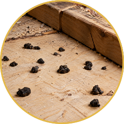 Small black pellet droppings scattered on a wooden surface beside a beam.