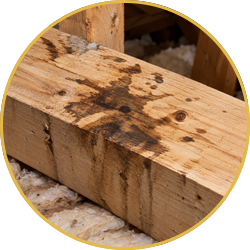 Close-up of a water-stained wooden beam with dark mold spots in a construction framing area