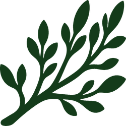 Dark green leafy branch illustration on a white background