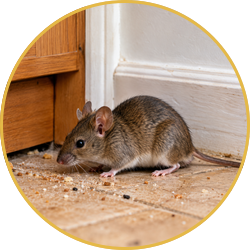 Brown rat on a kitchen floor near a cabinet and baseboard, sniffing for crumbs