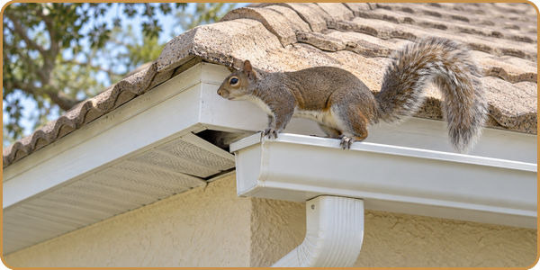 Squirrel walking along a house gutter on a sunny day