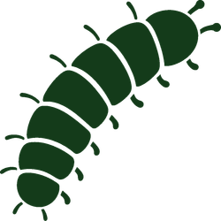 Dark green segmented caterpillar illustration on a white background