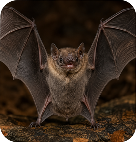 Brown bat with wings spread, standing on a textured surface against a dark background
