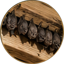 A row of bats hanging upside down under a wooden beam