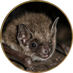 A small brown bat perched in a dark circular frame, shown close-up with large ears and eyes.