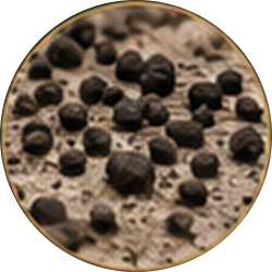Close-up of scattered black peppercorns on a tan textured surface