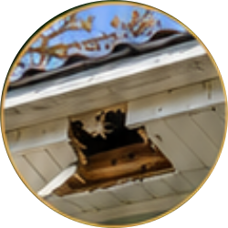 Damaged roof with a large hole exposing wood and a branch above the siding