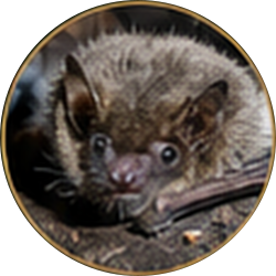 Small brown bat with large ears and bright eyes peeking out from a cave-like crevice