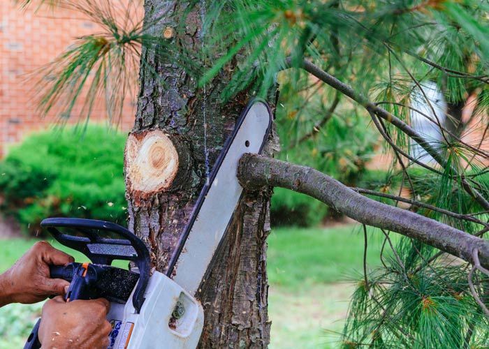 Hands using a chainsaw to cut a tree trunk in a grassy outdoor area