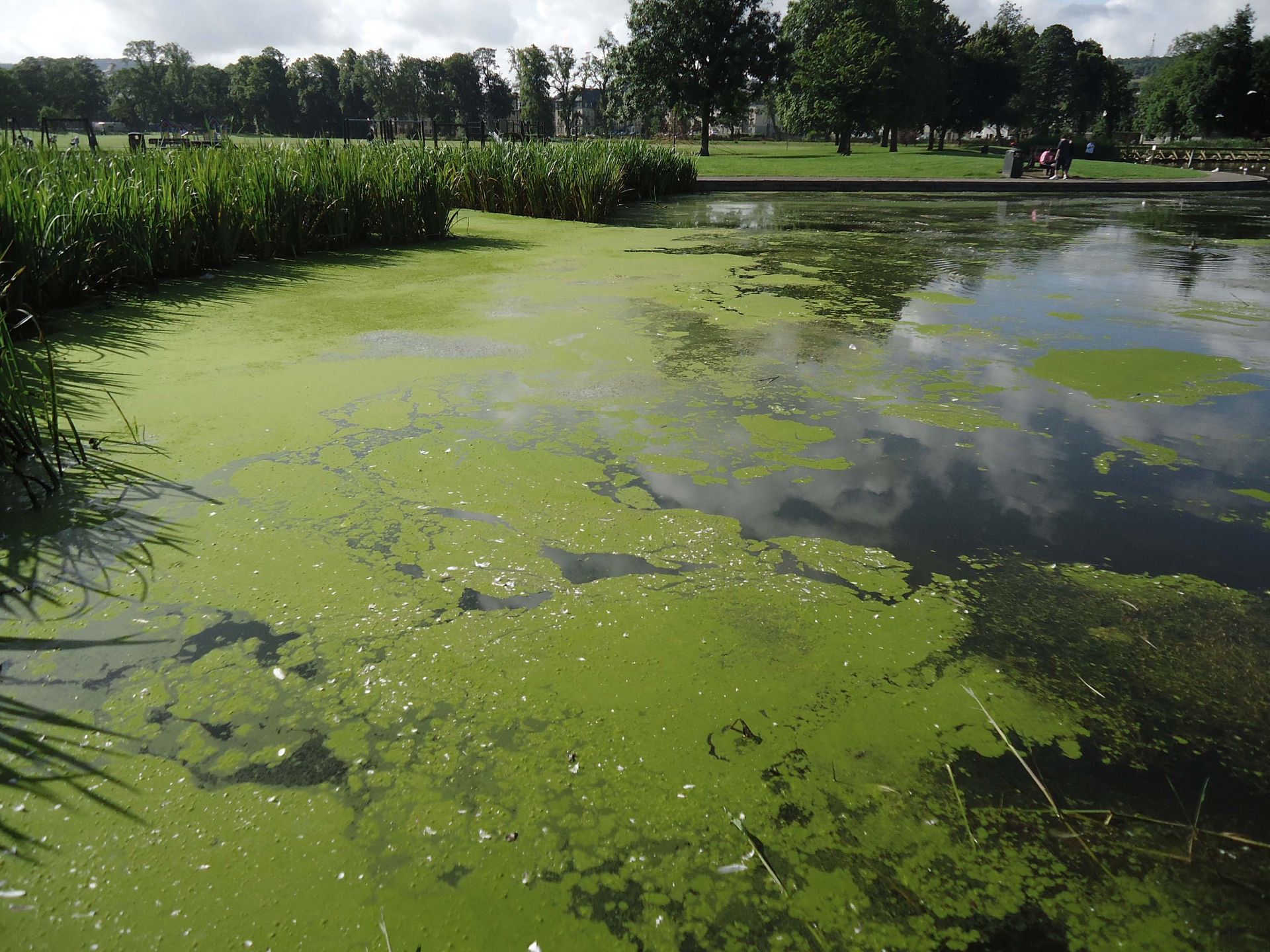A lake covered in green algae with trees in the background