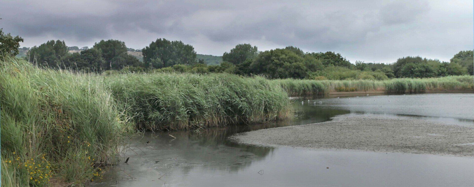 A large body of water surrounded by tall grass and trees on a cloudy day.