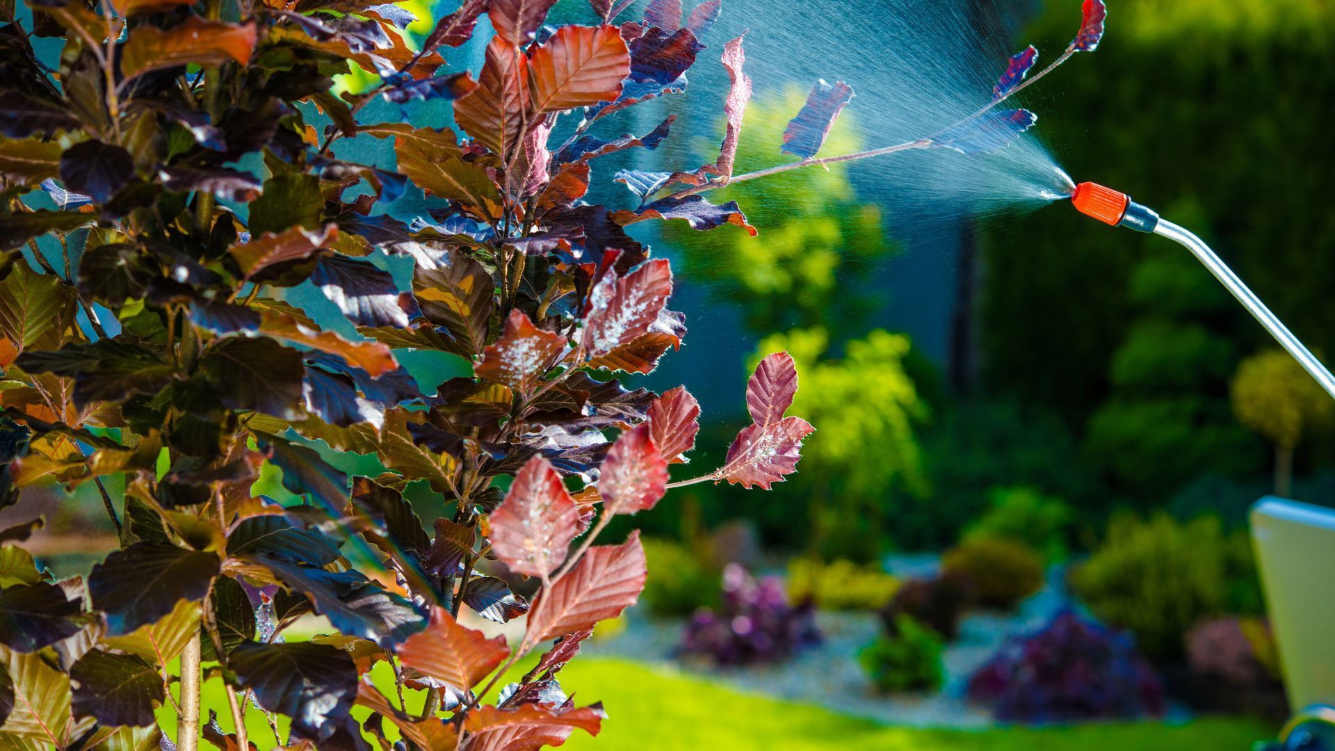 A person is spraying a tree with a sprayer in a garden.