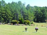 People walking and bending over in a sunny green park with tall pine trees in the background
