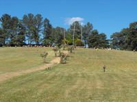 Grassy hillside park with scattered trees and a few people under a bright blue sky