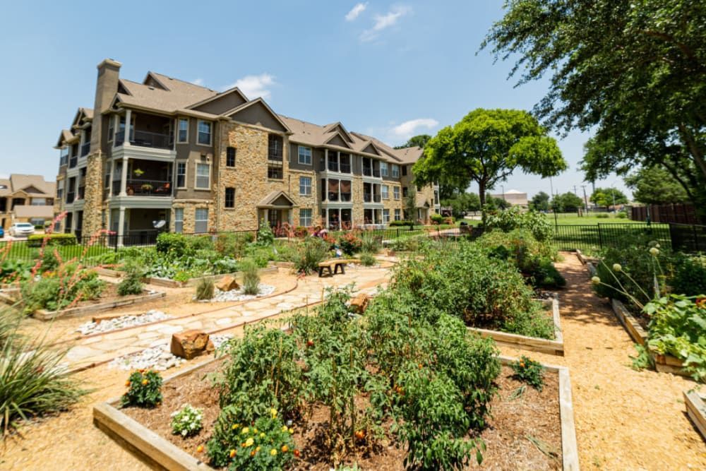 Image of a multi-story residential building with stone and siding exteriors, featuring balconies and large windows, overlooking a well-maintained community garden with raised garden beds and a variety of plants. A gravel pathway meanders through the garden space, surrounded by lush greenery and a wooden fence bordering an expansive lawn in the background on a sunny day with a clear blue sky at Marquis at Bellaire Ranch in Fort Worth, TX.