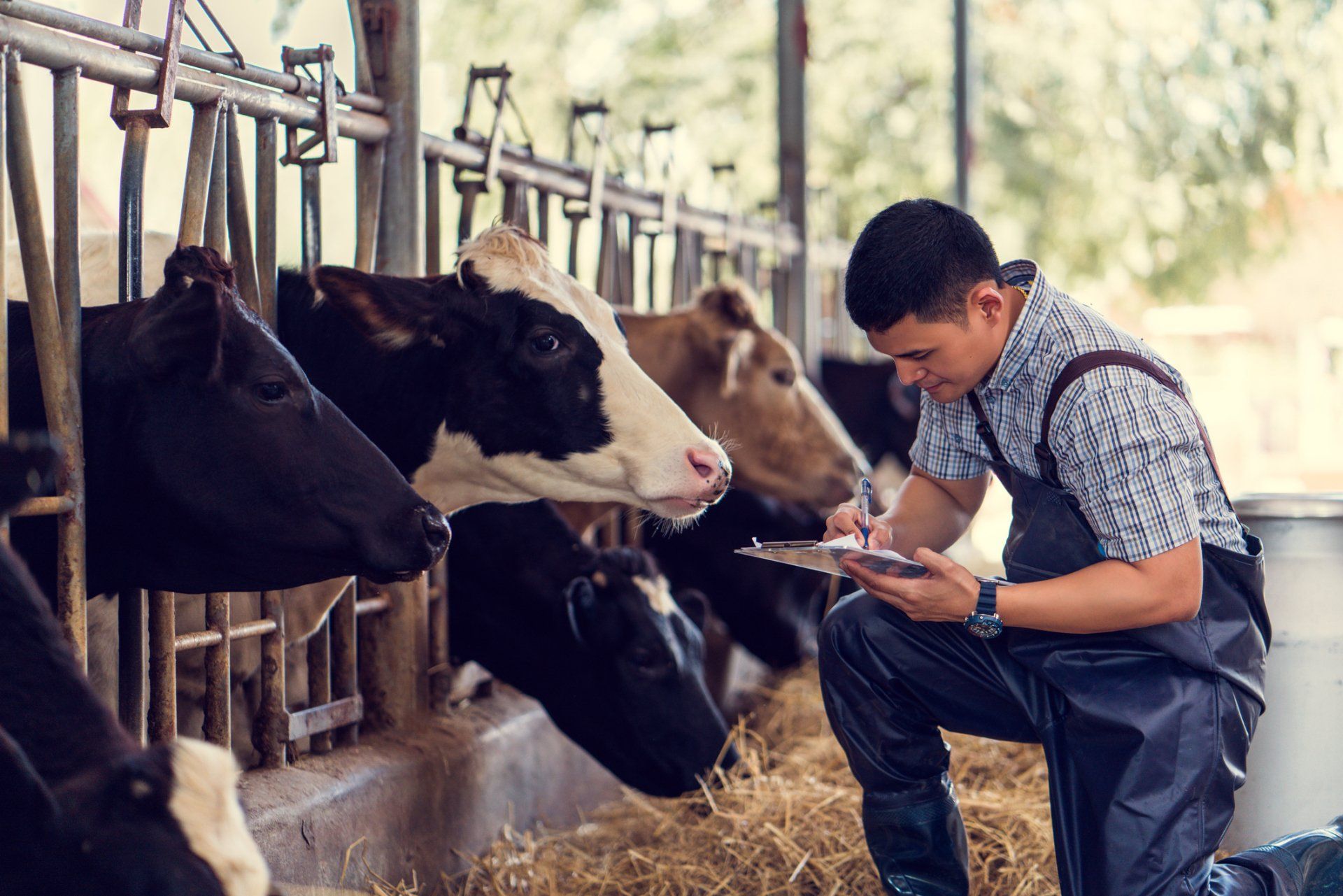 Man Recording Details Of Each Cow On The Farm - Cleveland, TN - Calfee Clyde & Sons Well Drilling Inc.