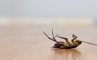A cockroach is laying on its back on a wooden floor.