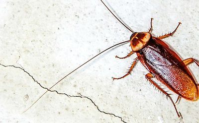A cockroach is crawling on a cracked concrete surface.