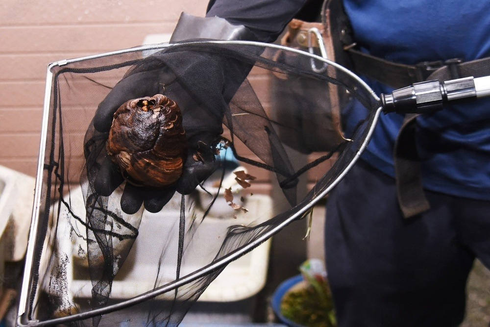 Extermination of hornets. 