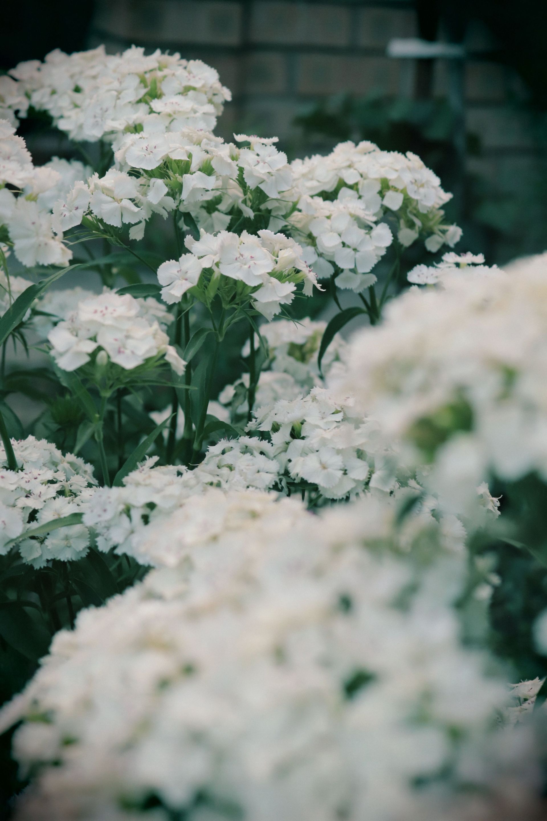 White flowers blooming against a dark background