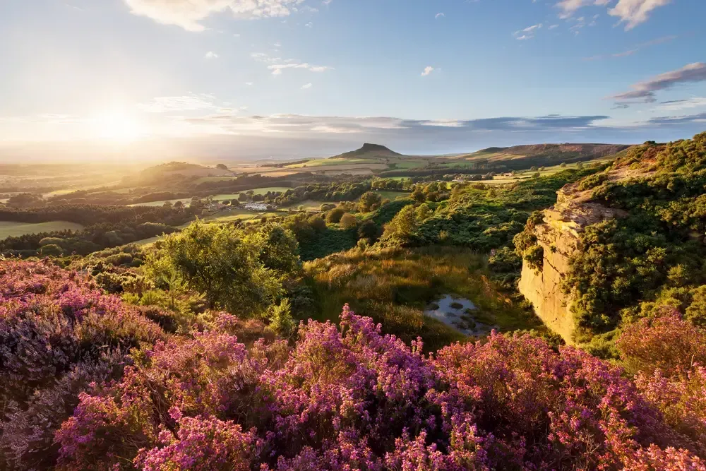 Purple heather in bloom with a sunrise over a distant hill, possibly North Yorkshire, England.