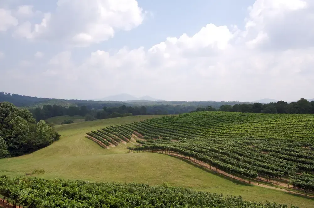 Rolling vineyard on a sunny day with rows of grapevines, green fields, and a backdrop of trees and mountains.
