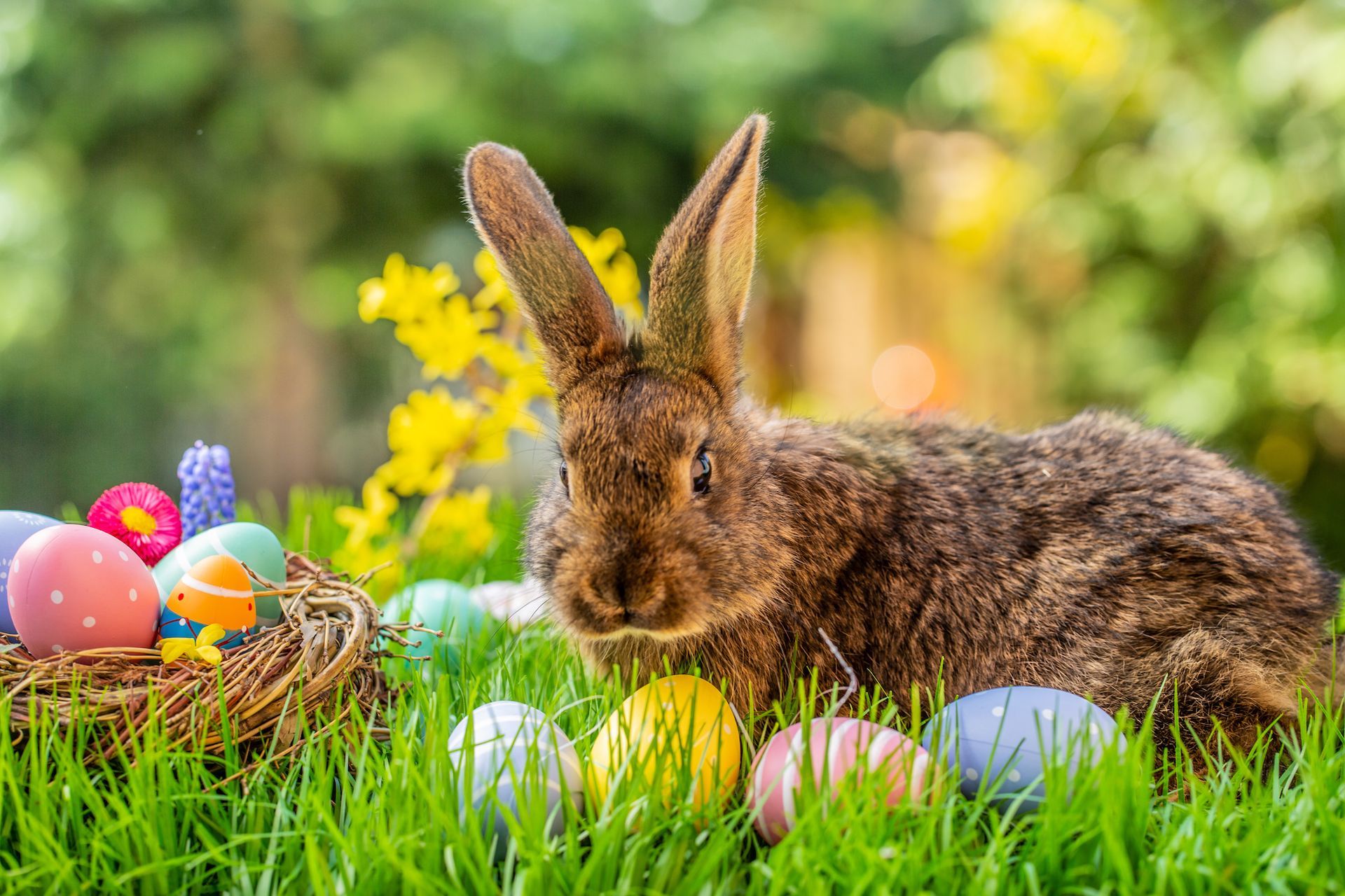 A rabbit is sitting in the grass next to a basket of easter eggs.