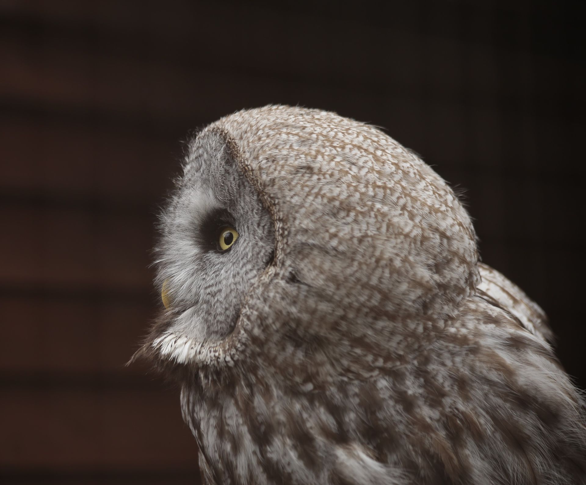 Grey Horned Owl