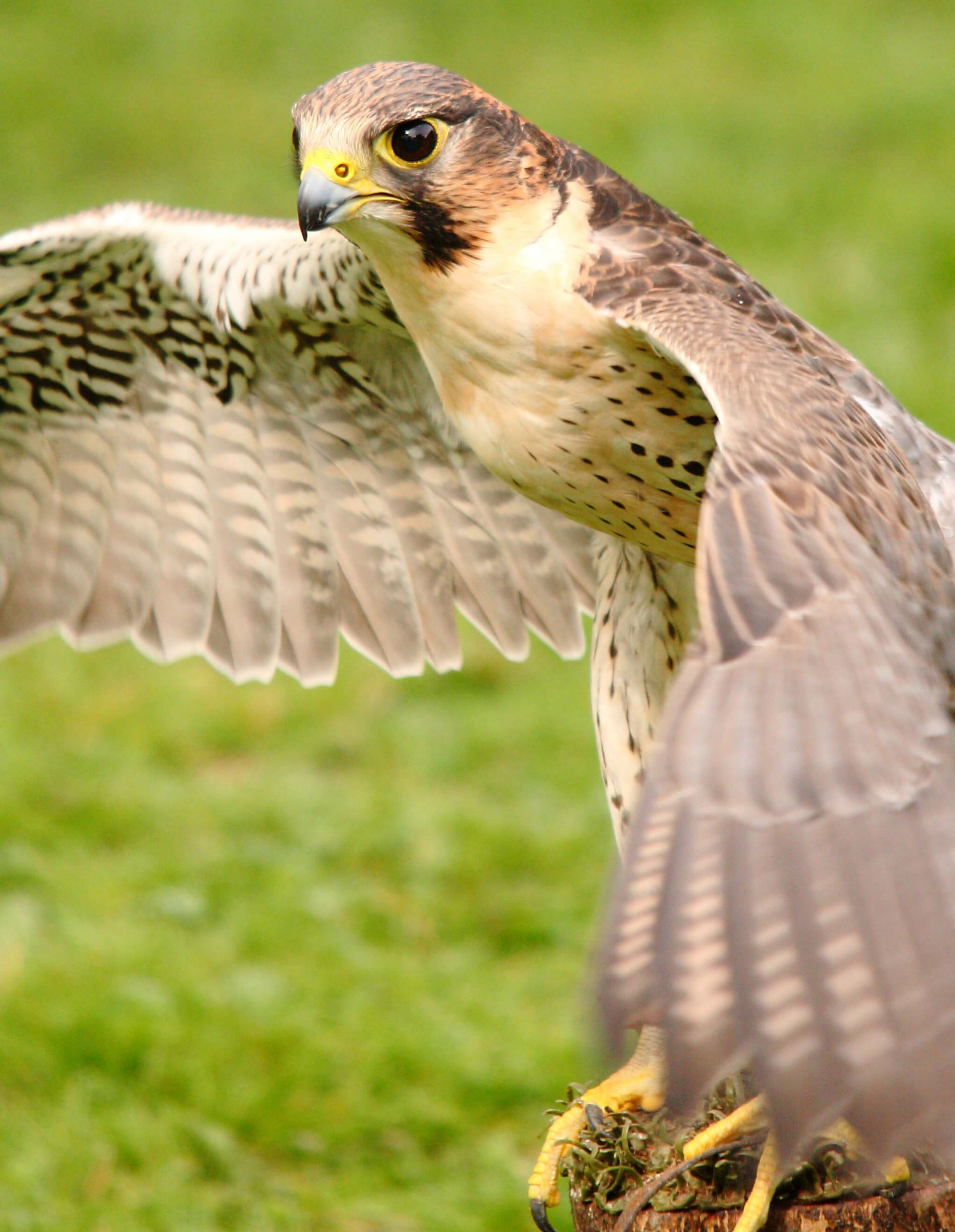 Saker Eagle