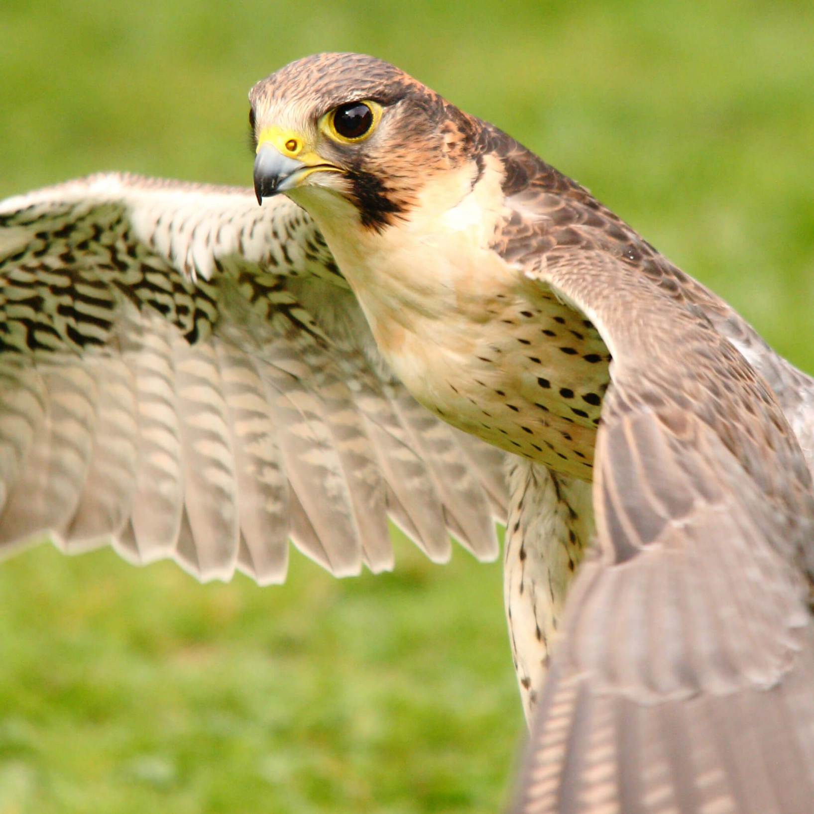 Saker Eagle