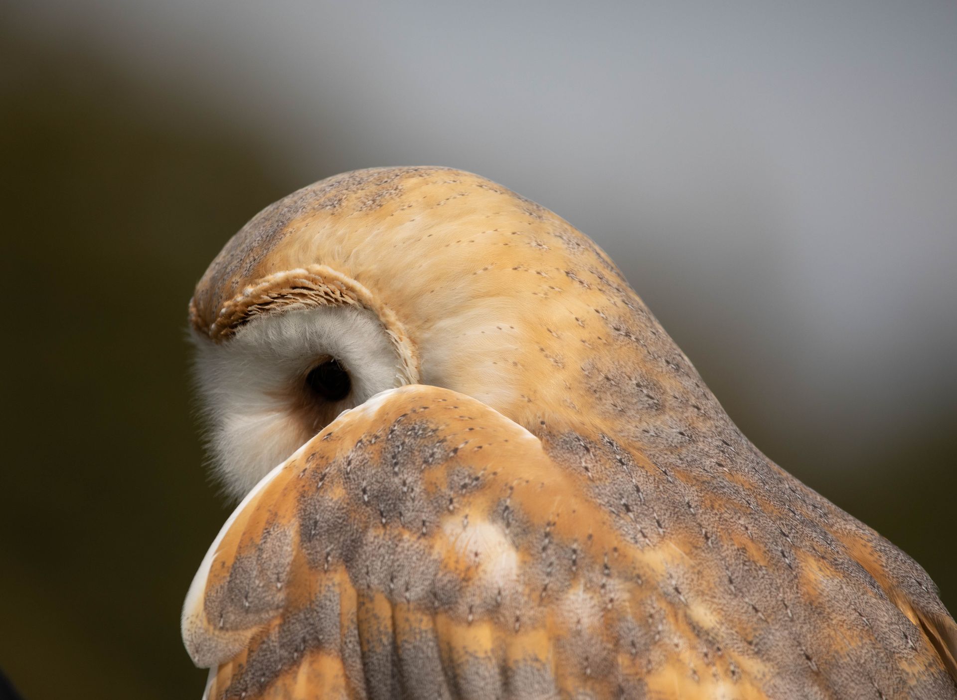 Sakar falcon