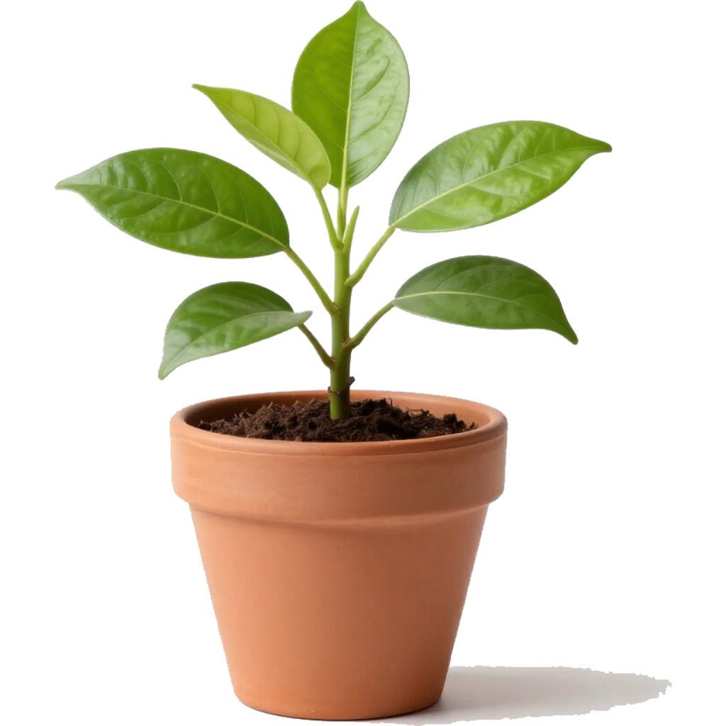 Planta joven decorativa