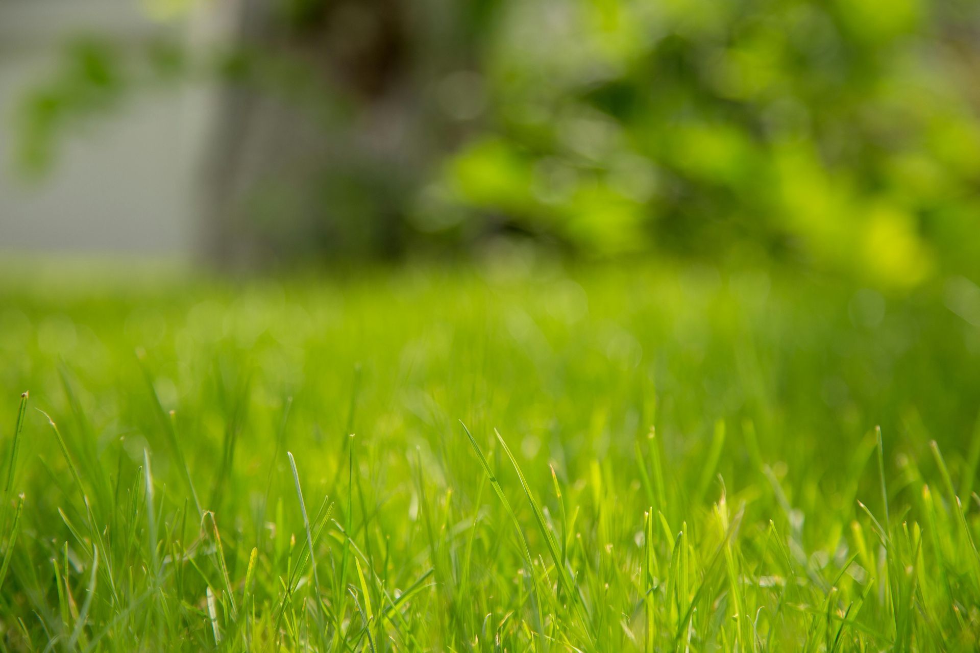 bermuda grass