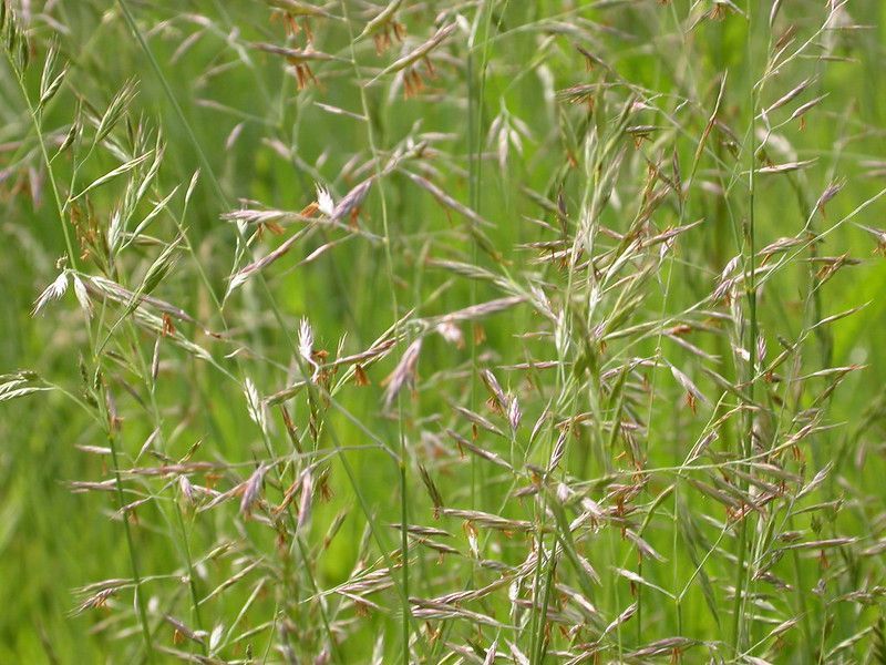 fescue grass