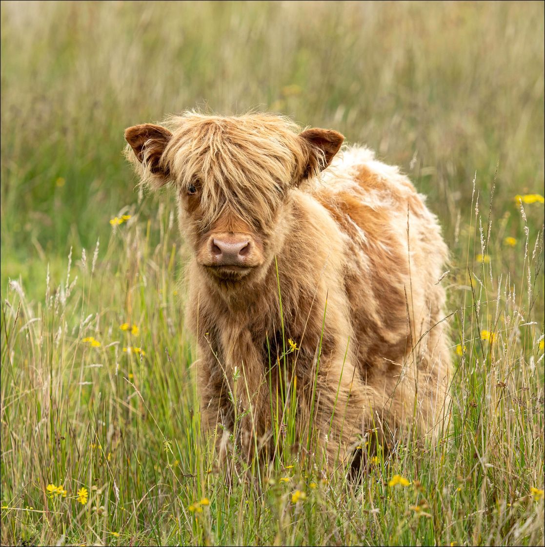 Textured Wooden Coaster With A Baby Highland Calf