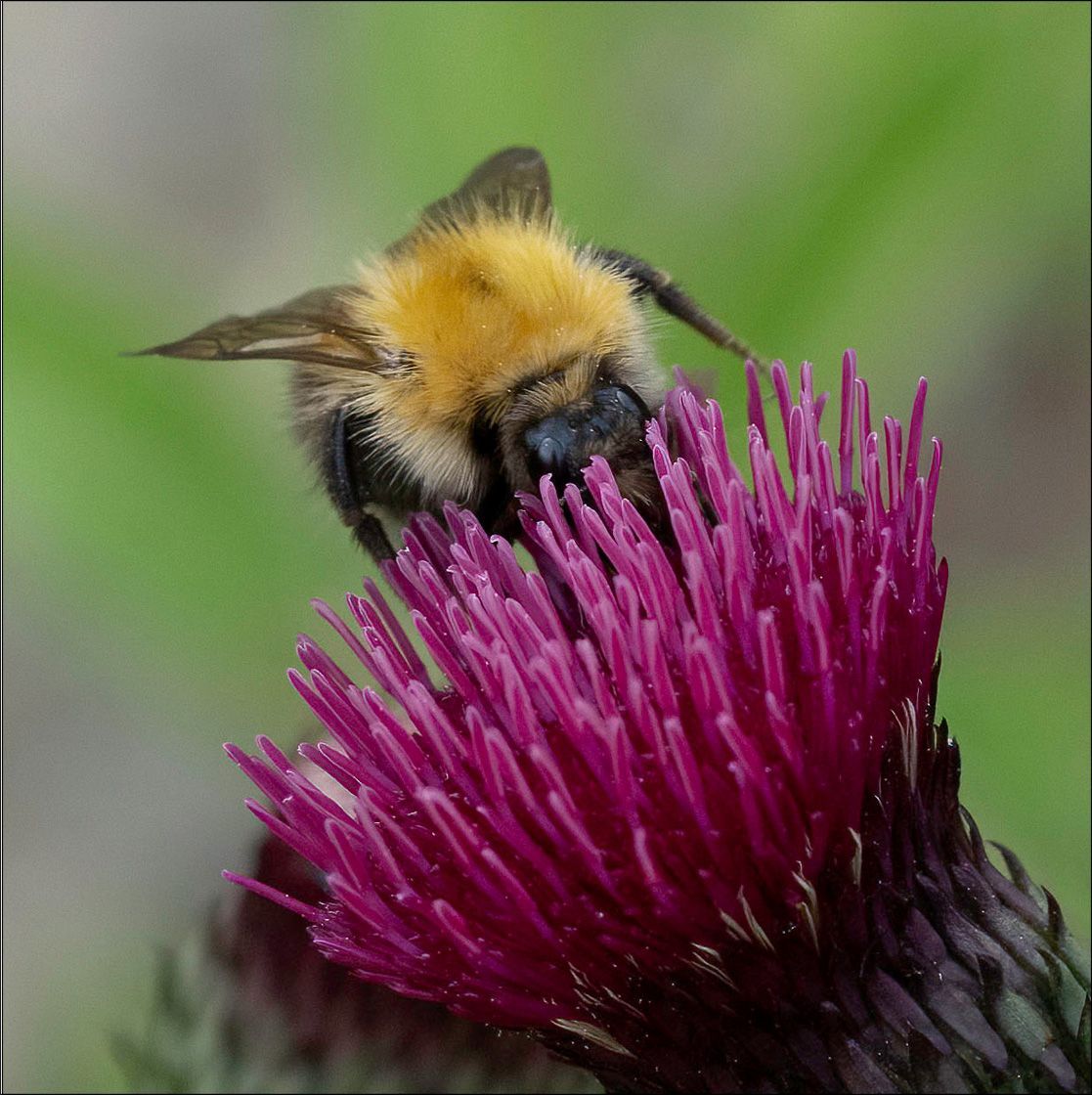 Textured Wooden Coaster With A Bee On A Flower