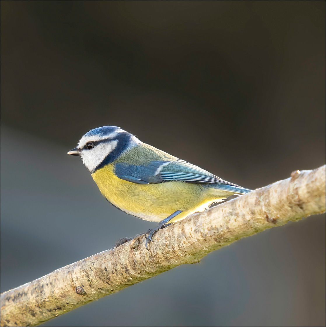 Textured Wooden Coaster With a Blue Tit