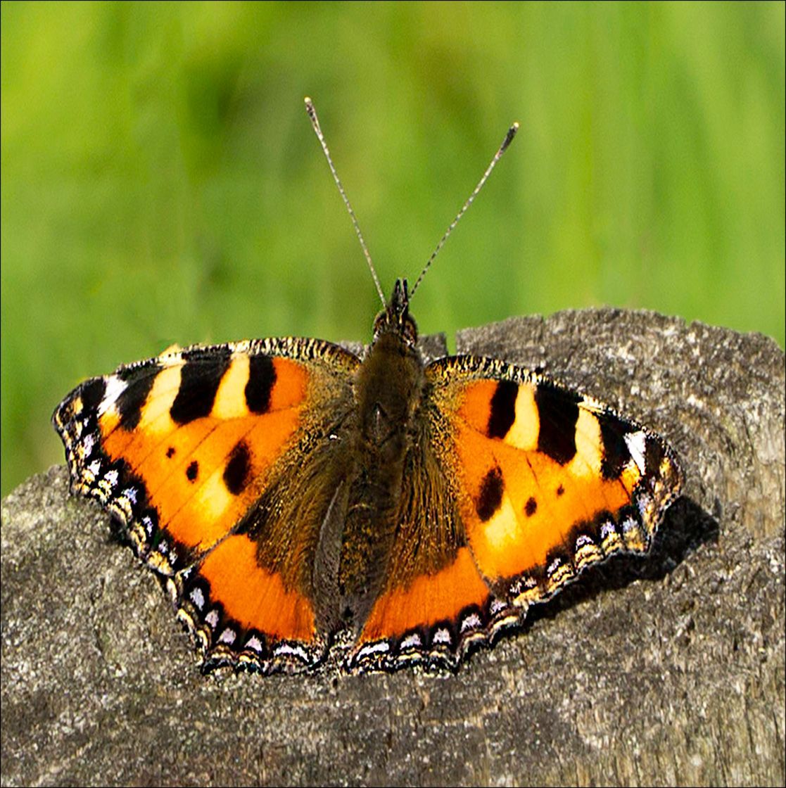 Textured Wooden Coaster With A Butterfly