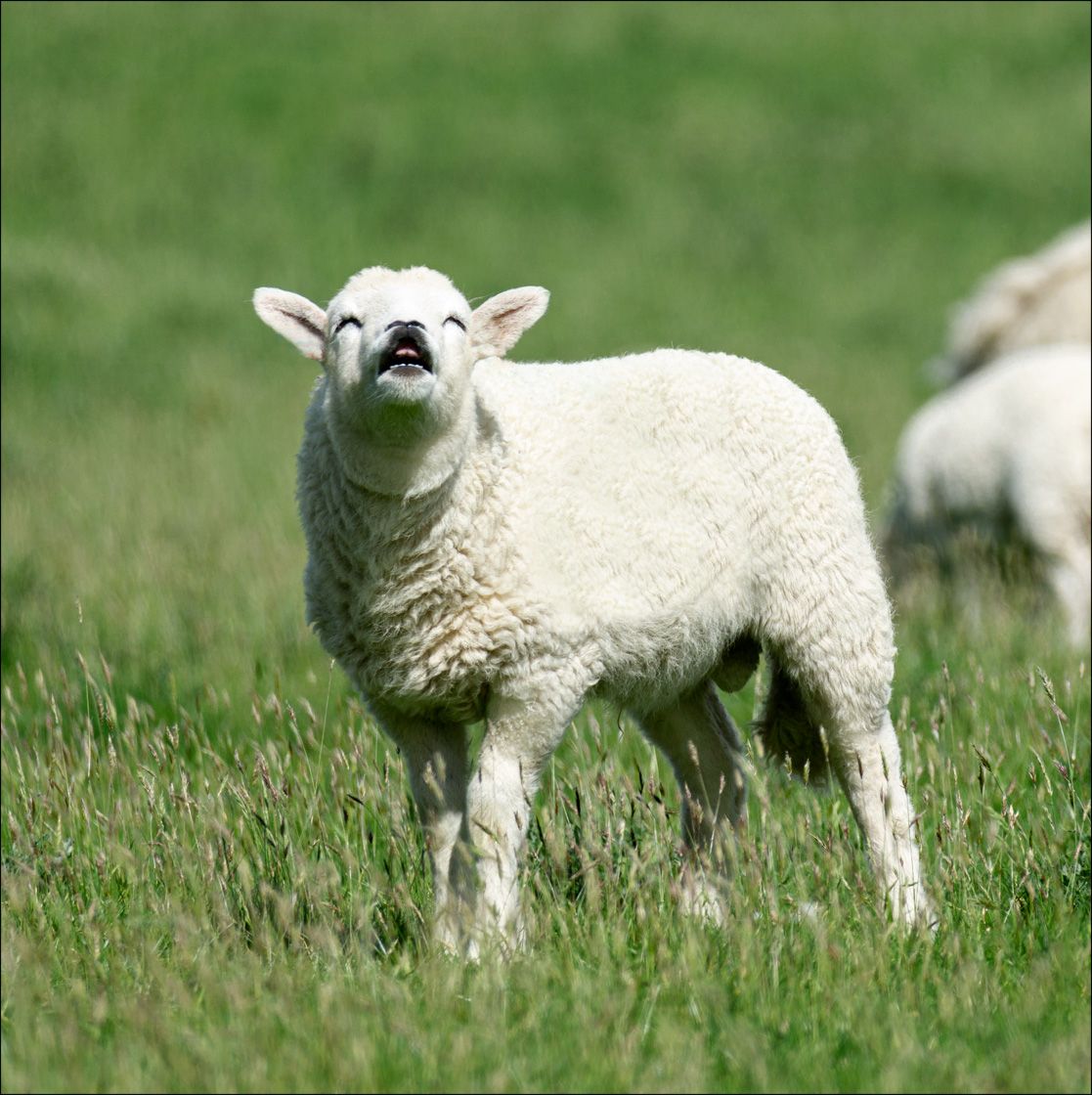 Textured Wooden Coaster With A Cheeky Lamb