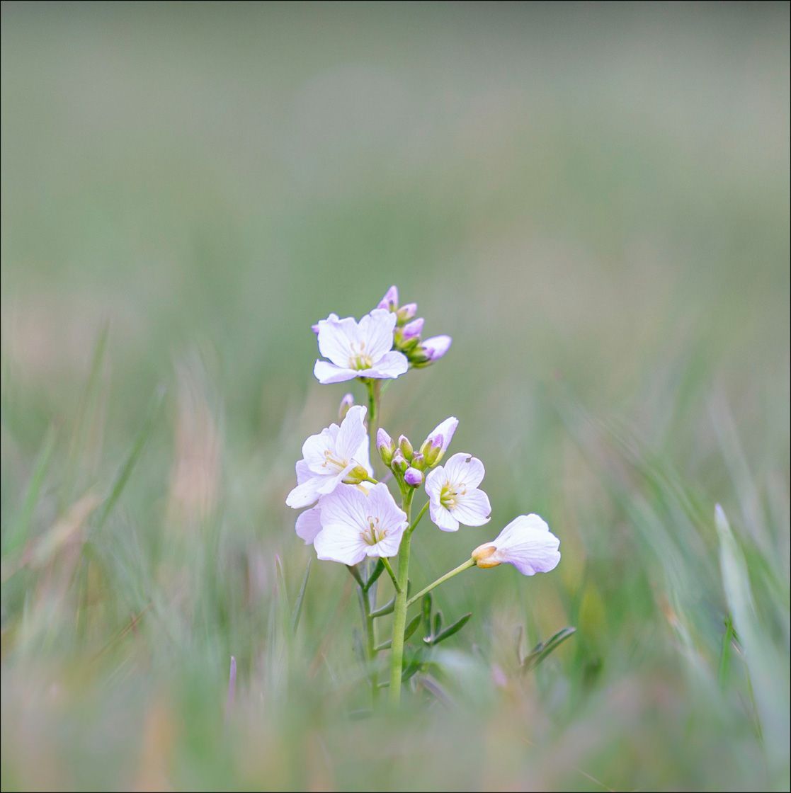 Textured Wooden Coaster With Cuckoo Flowers